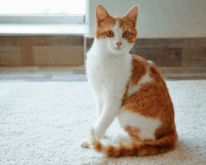 Pet stains on carpet
